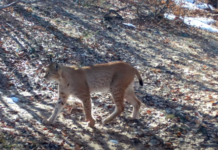 Rrëqebulli i Ballkanit fotografohet sërish në Parkun Kombëtar të Shebenikut