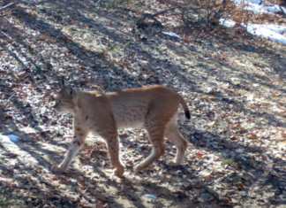 Rrëqebulli i Ballkanit fotografohet sërish në Parkun Kombëtar të Shebenikut