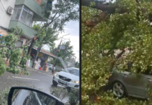 Moti i keq shkakton probleme në Durrës dhe Elbasan, era e fortë rrëzon pemë dhe rrezikon qytetarët