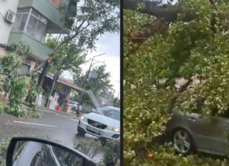 Moti i keq shkakton probleme në Durrës dhe Elbasan, era e fortë rrëzon pemë dhe rrezikon qytetarët