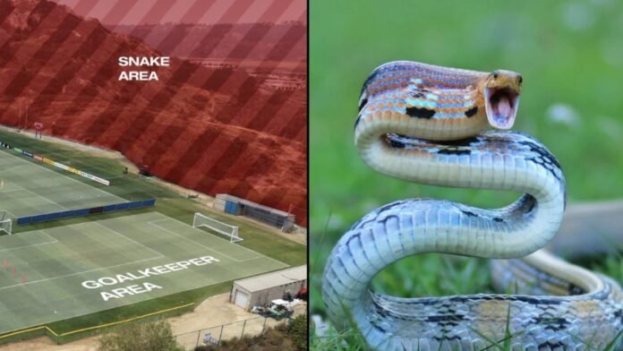 snake-arena_sd